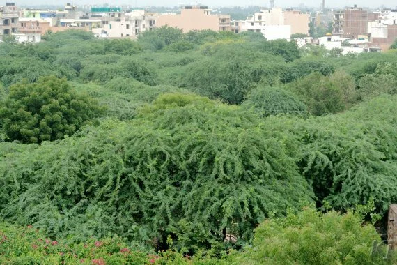 Delhi's impressive green cover, as seen from Khwabgah