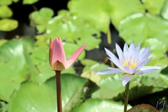 Lotus and water lily