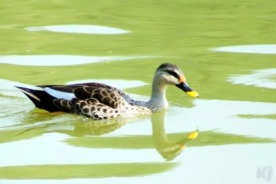 Spotbill, in the Lake