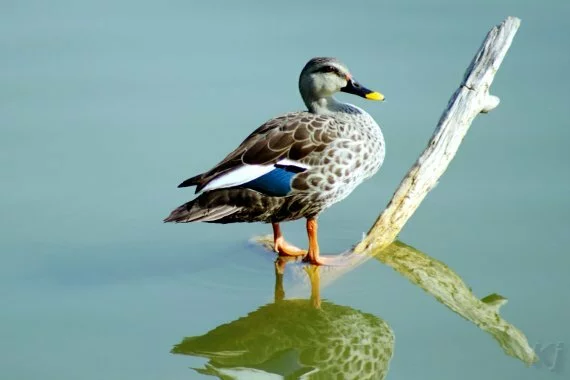 A Spot-billed Duck, or Spotbill, at the Lake