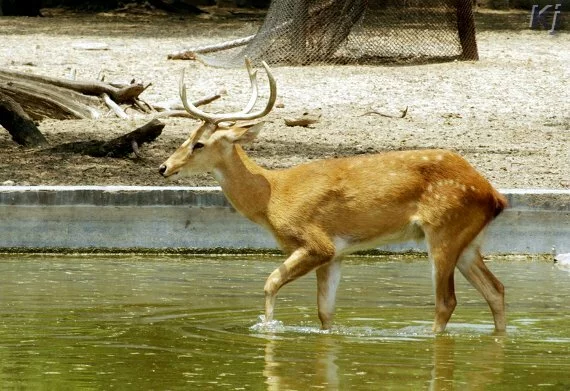 deer National Zoological Park, New Delhi