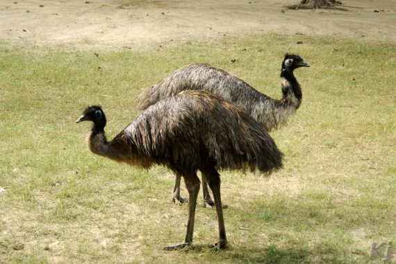 emu1 National Zoological Park, New Delhi
