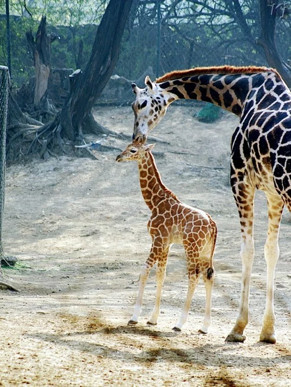 giraffe2 National Zoological Park, New Delhi