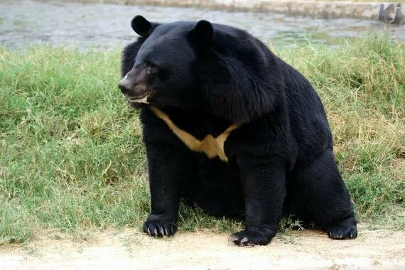 himalayan bear National Zoological Park, New Delhi