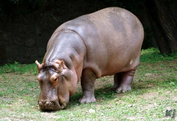 hippopotamus National Zoological Park, New Delhi