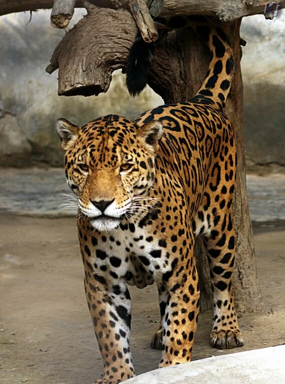 jaguar National Zoological Park, New Delhi