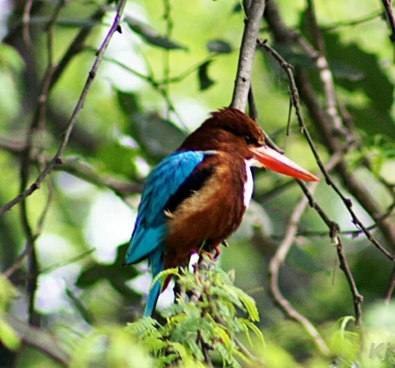 kingfisher National Zoological Park, New Delhi