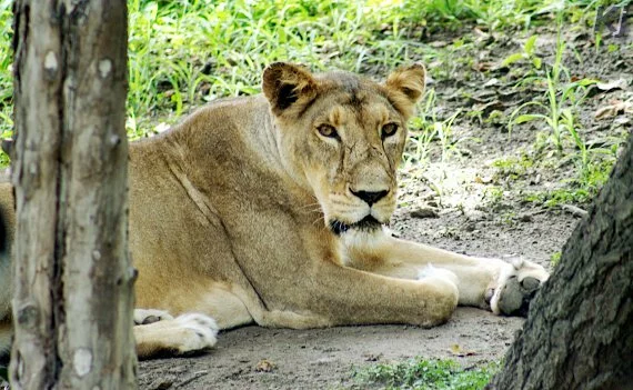 lion1 National Zoological Park, New Delhi