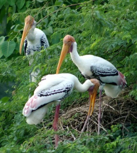 painted storks1 National Zoological Park, New Delhi