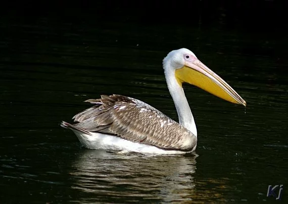 pelican National Zoological Park, New Delhi