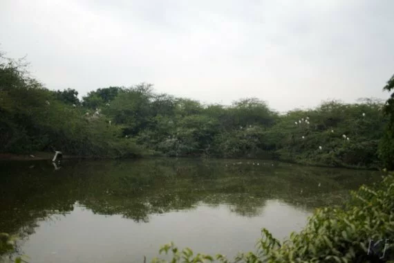 pond National Zoological Park, New Delhi