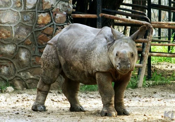 rhinoceros National Zoological Park, New Delhi