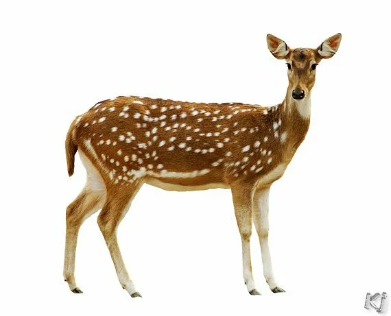 spotted deer National Zoological Park, New Delhi