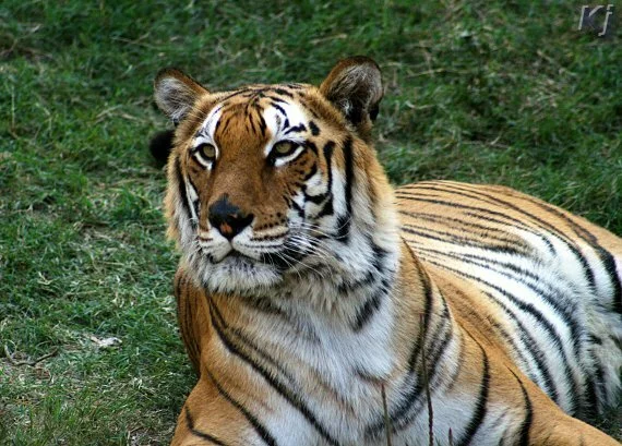 tiger1 National Zoological Park, New Delhi