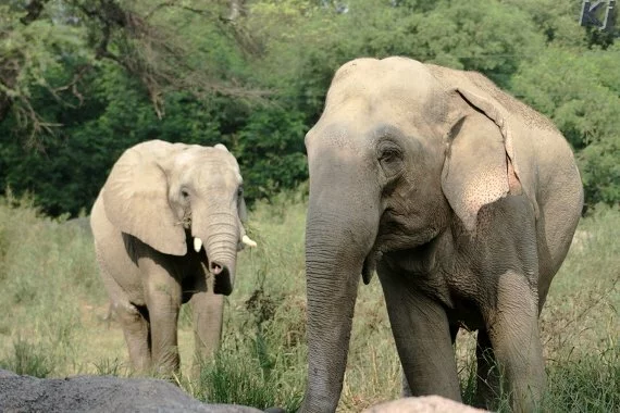 two elephants National Zoological Park, New Delhi
