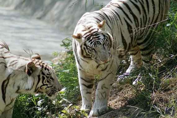 white tigers1 National Zoological Park, New Delhi