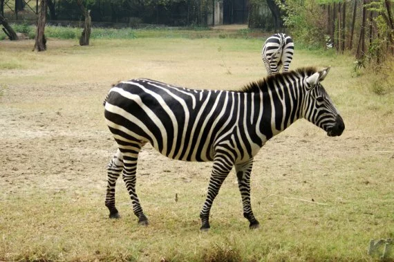 zebra1 National Zoological Park, New Delhi