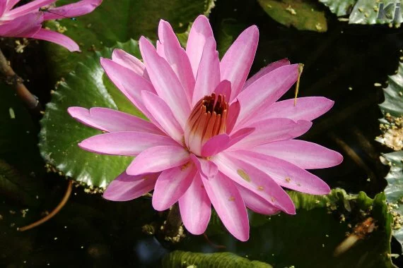 water lily Lodi Gardens, New Delhi