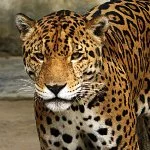 jaguar Top tourist places in Delhi