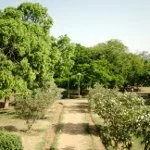 lodi garden Top tourist places in Delhi
